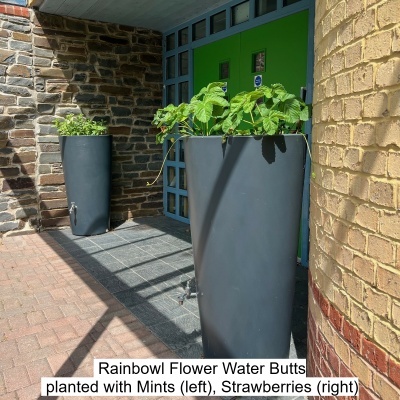 Water butts with planters. Planted with mint and strawberries - Rainbowl Flower