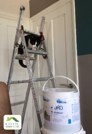 Delilah cat really wants to help with the decorating!