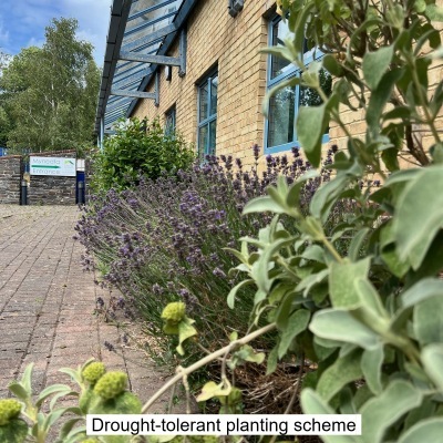 Drought-tolerant planting scheme at celtic Sustainables