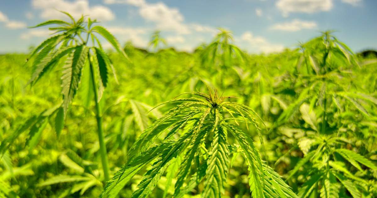 Field of Hemp in Surrey UK. Photo Credit: Crispin Jones :)