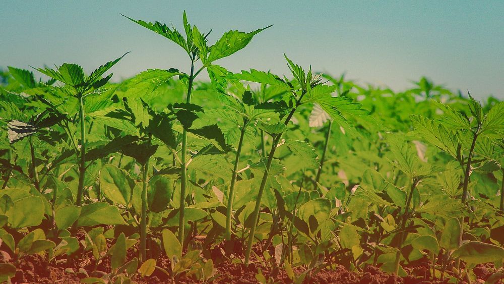 close up image of hemp plants being grown in a field close up image of hemp plants being grown in a field