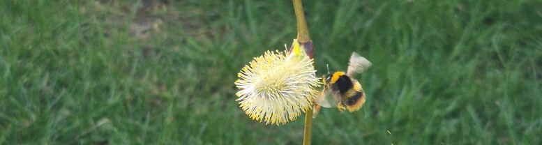 bumble bee friendly planting for your garden