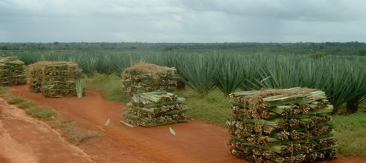Sisal harvest in east Tanzania for Sisaltech